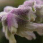Salvia leucantha Flower