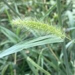 Setaria viridis Fruit