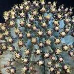 Euphorbia polygona Flower