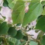 Helicteres guazumifolia Levél