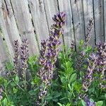 Baptisia australisFlower