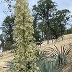 Yucca elata Blomst