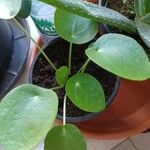 Pilea peperomioidesഇല