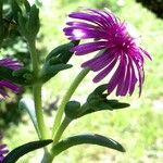 Delosperma cooperi Blüte