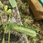 Lotus biflorus Fruit