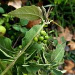 Solanum chenopodioides Casca
