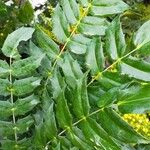 Mahonia x media Leaf