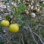 Solanum linnaeanum Ovoce