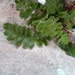 Asplenium jahandiezii Leaf