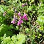 Primula matthioli Flower