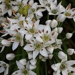Allium tuberosum Floro