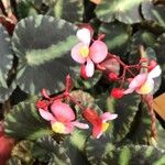 Begonia cleopatrae Lapas