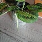 Maranta cristata Hoja