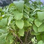 Coleus barbatus Leaf