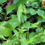 Persicaria mitis Flower