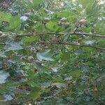 Crataegus laevigataПлод