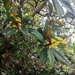 Acridocarpus austrocaledonicus Cvet