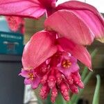 Medinilla magnifica Квітка