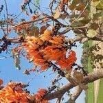 Butea monosperma (Floare)