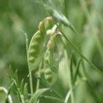 Vicia parviflora Fruit