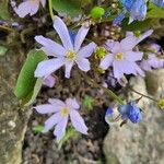 Plagiorhegma dubium Kwiat