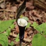 Arisaema sikokianum Blüte