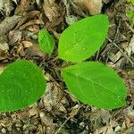 Andersonglossum virginianum 葉