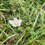 Parnassia palustrisFlower