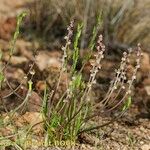 Triglochin laxiflora Habitus