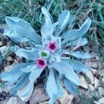 Pardoglossum cheirifolium Fleur