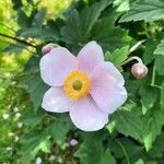Anemone x hybrida 花