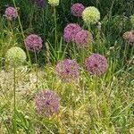 Allium nigrum Blodyn