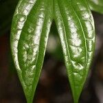 Bauhinia longicuspis Leaf
