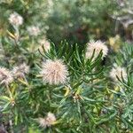 Chiliotrichum diffusum Blomst