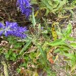 Veronica longifolia Leaf