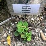 Saxifraga umbrosa Folla