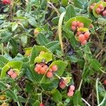 Lonicera implexa Fruit