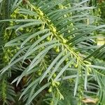 Cephalotaxus fortunei Blad