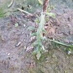 Senecio vulgaris Leaf