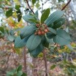 Arbutus andrachne Leaf