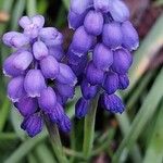 Muscari botryoides Flor