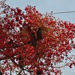 Brachychiton acerifolius Kvet