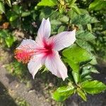 Hibiscus genevii Floare