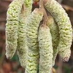 Corylus avellana Kwiat