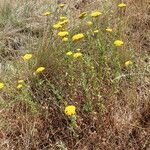 Achillea ageratum عادت