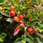 Cotoneaster splendens Hedelmä