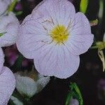 Oenothera speciosa Цветок