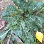 Lysimachia minoricensis Hoja
