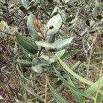 Apodytes clusiifolia Hábito