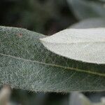 Salix glauca Hoja